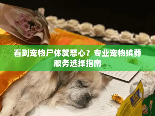 看到宠物尸体就恶心？专业宠物殡葬服务选择指南