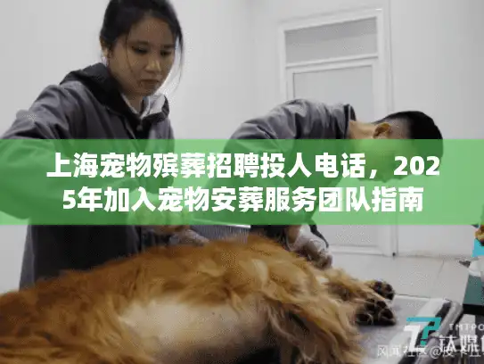上海宠物殡葬招聘投人电话，2025年加入宠物安葬服务团队指南