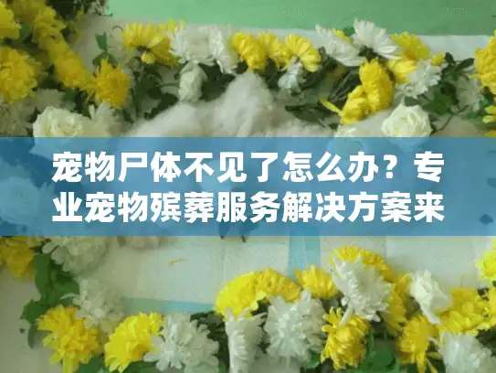 宠物尸体不见了怎么办？专业宠物殡葬服务解决方案来了