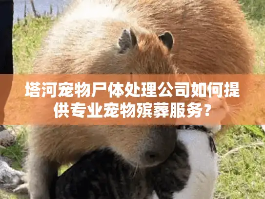 塔河宠物尸体处理公司如何提供专业宠物殡葬服务？