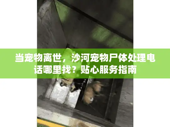 当宠物离世，沙河宠物尸体处理电话哪里找？贴心服务指南