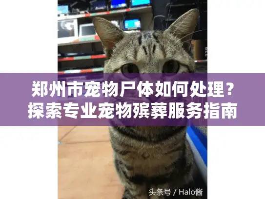 郑州市宠物尸体如何处理？探索专业宠物殡葬服务指南