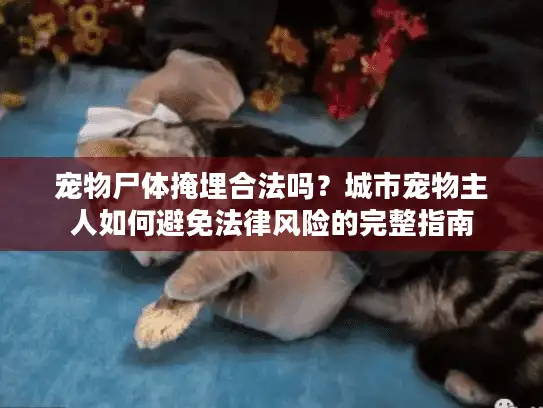 宠物尸体掩埋合法吗？城市宠物主人如何避免法律风险的完整指南