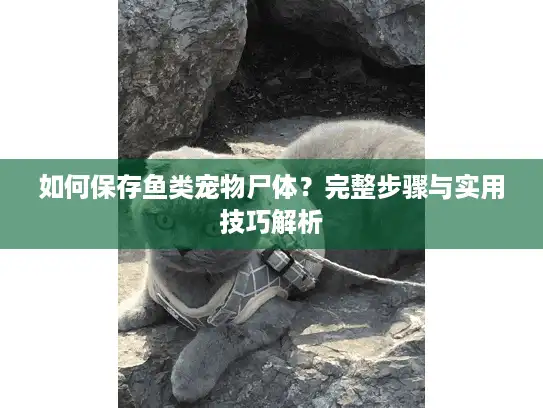 如何保存鱼类宠物尸体？完整步骤与实用技巧解析