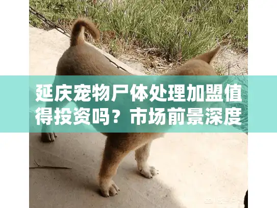 延庆宠物尸体处理加盟值得投资吗？市场前景深度剖析