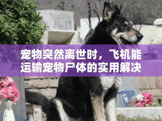 宠物突然离世时，飞机能运输宠物尸体的实用解决方案（字符数，45）