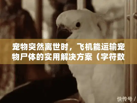 宠物突然离世时，飞机能运输宠物尸体的实用解决方案（字符数，45）