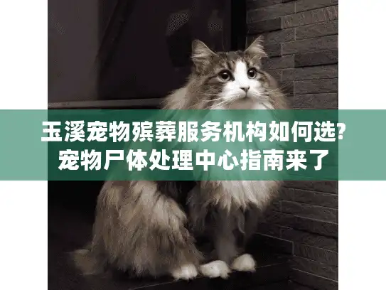 玉溪宠物殡葬服务机构如何选?宠物尸体处理中心指南来了