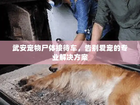 武安宠物尸体接待车，告别爱宠的专业解决方案