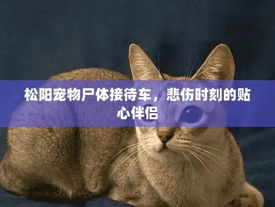 松阳宠物尸体接待车，悲伤时刻的贴心伴侣