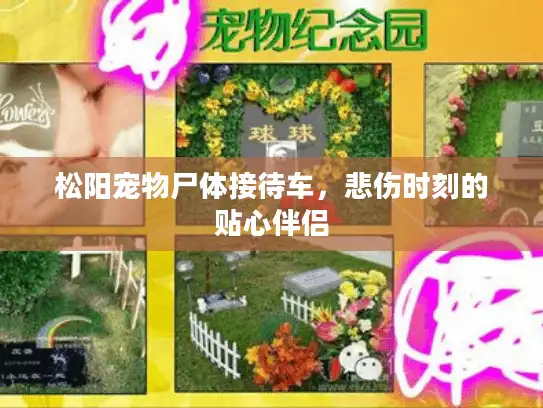松阳宠物尸体接待车，悲伤时刻的贴心伴侣