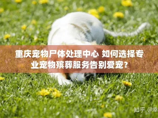 重庆宠物尸体处理中心 如何选择专业宠物殡葬服务告别爱宠？