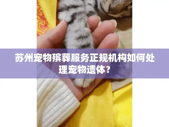 苏州宠物殡葬服务正规机构如何处理宠物遗体？