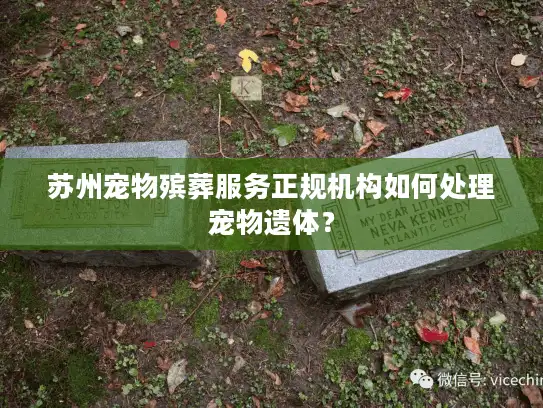 苏州宠物殡葬服务正规机构如何处理宠物遗体？
