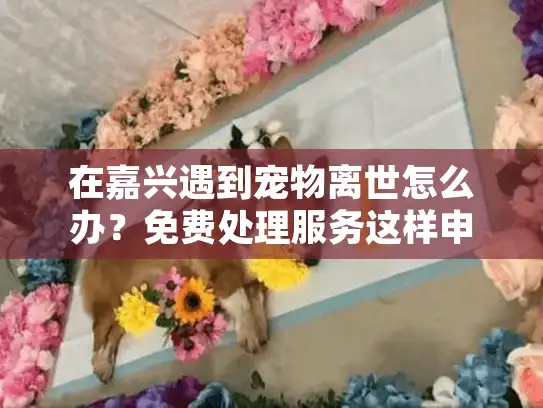 在嘉兴遇到宠物离世怎么办？免费处理服务这样申请！