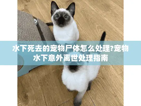 水下死去的宠物尸体怎么处理?宠物水下意外离世处理指南