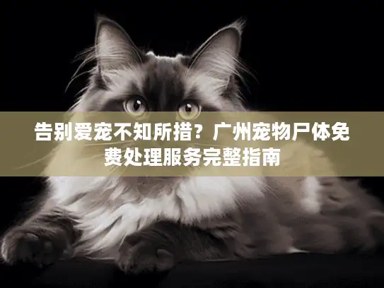 告别爱宠不知所措？广州宠物尸体免费处理服务完整指南