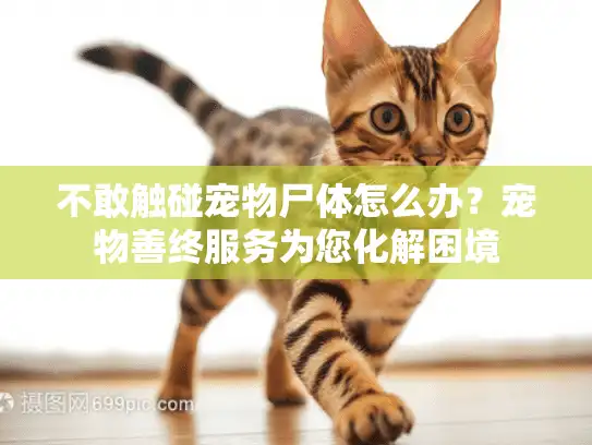 不敢触碰宠物尸体怎么办？宠物善终服务为您化解困境