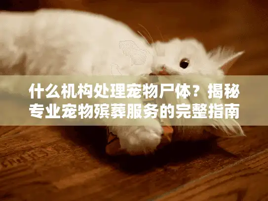 什么机构处理宠物尸体？揭秘专业宠物殡葬服务的完整指南
