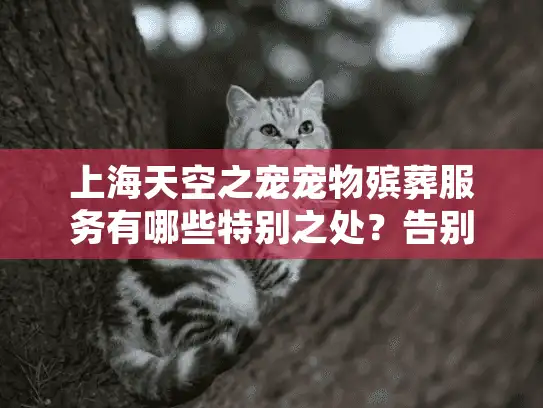 上海天空之宠宠物殡葬服务有哪些特别之处？告别仪式真的重要吗？