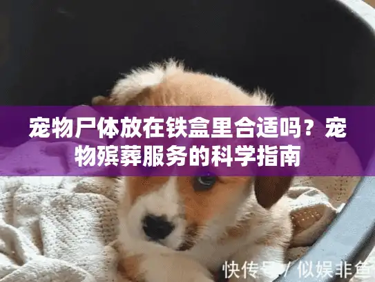 宠物尸体放在铁盒里合适吗？宠物殡葬服务的科学指南