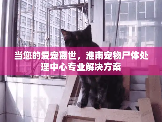 当您的爱宠离世，淮南宠物尸体处理中心专业解决方案