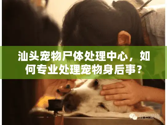 汕头宠物尸体处理中心，如何专业处理宠物身后事？