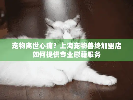 宠物离世心痛？上海宠物善终加盟店如何提供专业慰藉服务