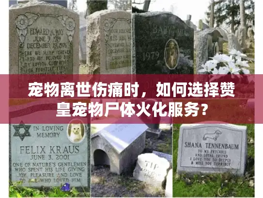 宠物离世伤痛时，如何选择赞皇宠物尸体火化服务？