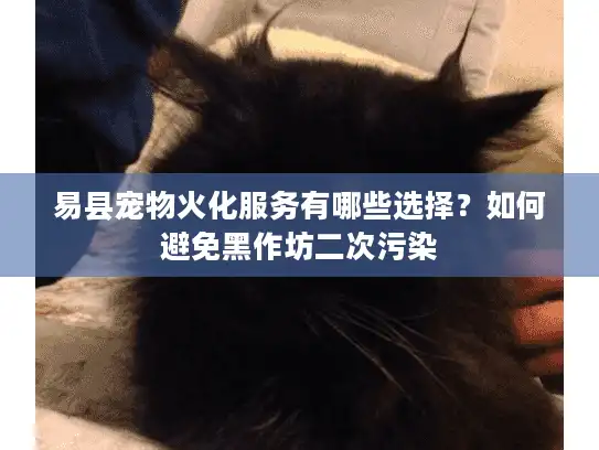 易县宠物火化服务有哪些选择？如何避免黑作坊二次污染