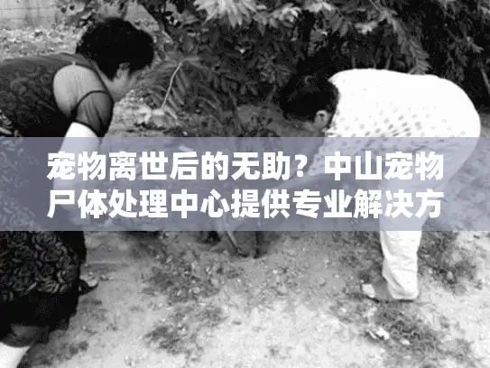 宠物离世后的无助？中山宠物尸体处理中心提供专业解决方案
