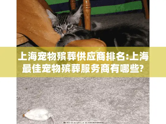 上海宠物殡葬供应商排名:上海最佳宠物殡葬服务商有哪些?