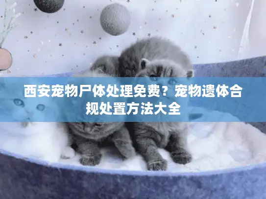 西安宠物尸体处理免费？宠物遗体合规处置方法大全