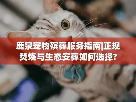 鹿泉宠物殡葬服务指南|正规焚烧与生态安葬如何选择?