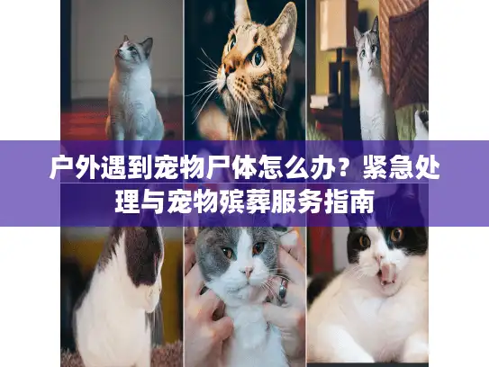 户外遇到宠物尸体怎么办？紧急处理与宠物殡葬服务指南