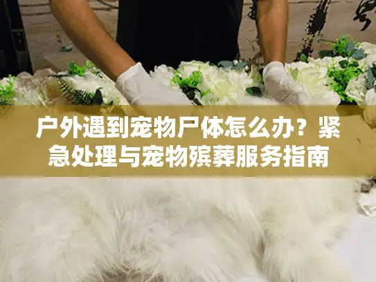 户外遇到宠物尸体怎么办？紧急处理与宠物殡葬服务指南