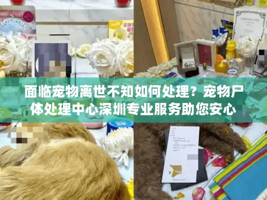 面临宠物离世不知如何处理？宠物尸体处理中心深圳专业服务助您安心