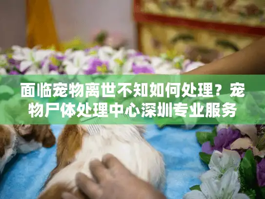 面临宠物离世不知如何处理？宠物尸体处理中心深圳专业服务助您安心