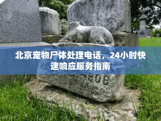 北京宠物尸体处理电话，24小时快速响应服务指南