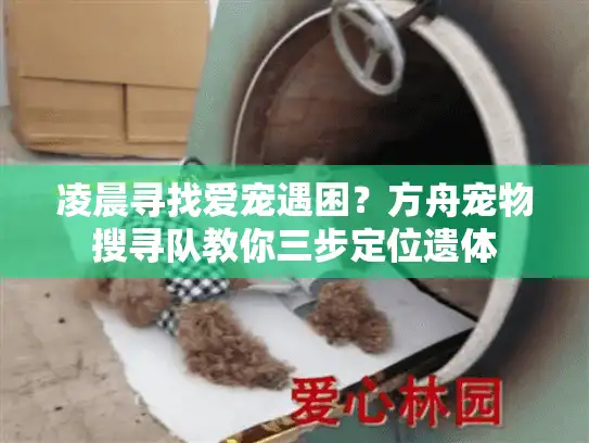 凌晨寻找爱宠遇困？方舟宠物搜寻队教你三步定位遗体