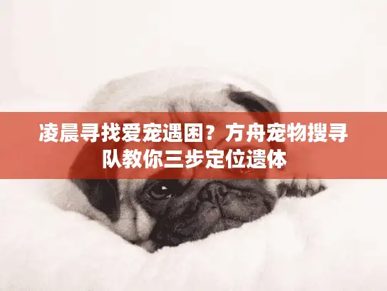 凌晨寻找爱宠遇困？方舟宠物搜寻队教你三步定位遗体
