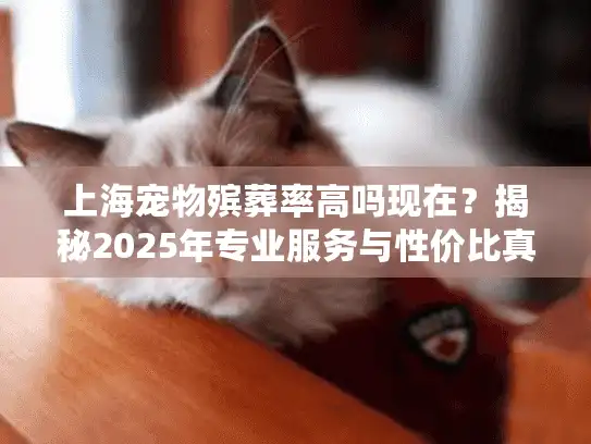 上海宠物殡葬率高吗现在？揭秘2025年专业服务与性价比真相