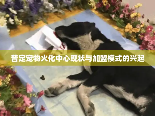 普定宠物火化中心现状与加盟模式的兴起