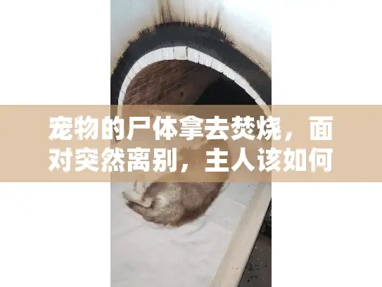 宠物的尸体拿去焚烧，面对突然离别，主人该如何妥善告别？