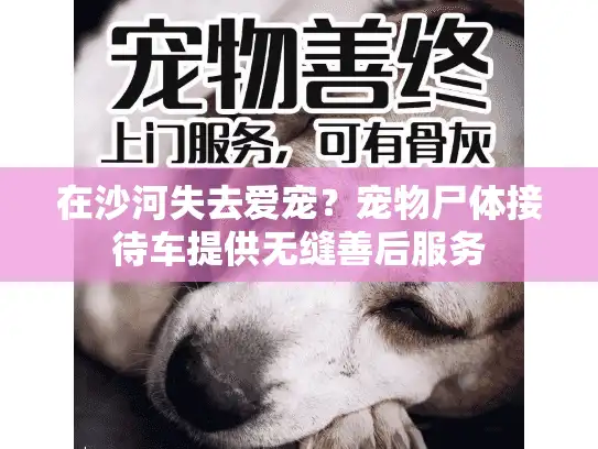 在沙河失去爱宠？宠物尸体接待车提供无缝善后服务