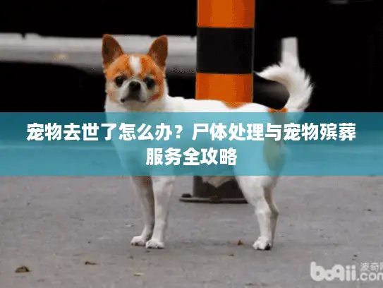 宠物去世了怎么办？尸体处理与宠物殡葬服务全攻略