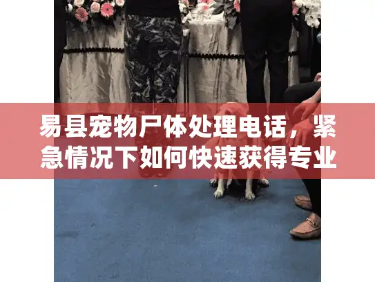 易县宠物尸体处理电话，紧急情况下如何快速获得专业帮助？