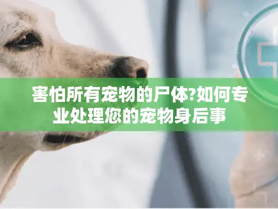 害怕所有宠物的尸体?如何专业处理您的宠物身后事