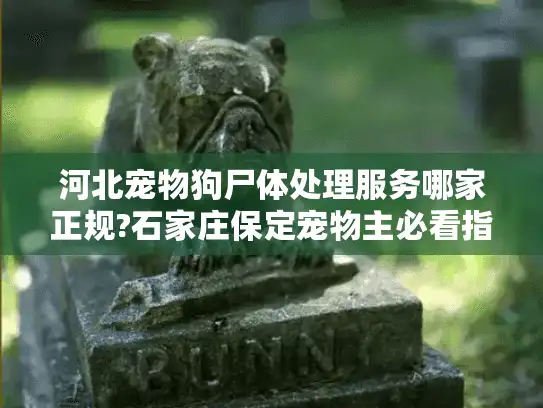 河北宠物狗尸体处理服务哪家正规?石家庄保定宠物主必看指南