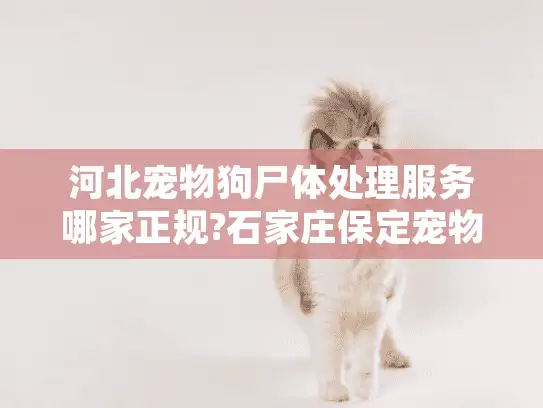 河北宠物狗尸体处理服务哪家正规?石家庄保定宠物主必看指南